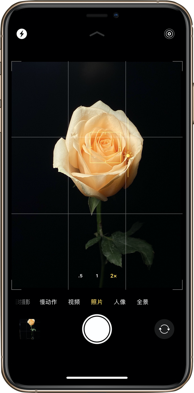 用iPhone拍玫瑰