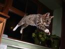 猫咪各种跳跃照