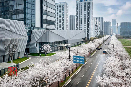 江北新区凤滁路的樱花大道。顾树荣 摄