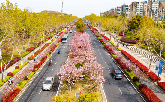 花神大道的中间绿岛和道路两旁,千余株晚樱争相绽放,成为街头一道美丽的风景。段仁虎 摄