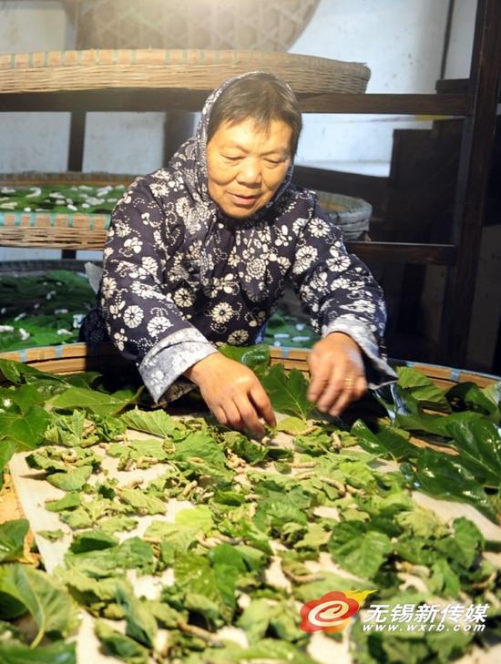 小满节气锡城乡村四月闲人少 才了蚕桑又插田