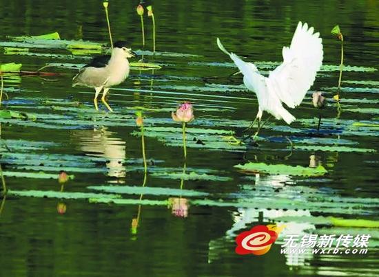 近百种野生鸟儿到江大串门安家 黑天鹅白腹鸫