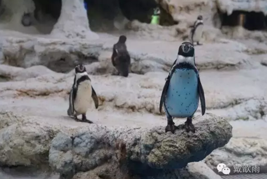 珠海长隆海洋王国一日游