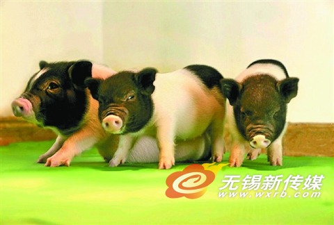 图为世界首批对器官移植无“毒”的活猪(4月27日摄)