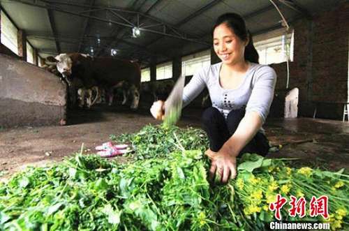 给牛砍饲料。受访者供图