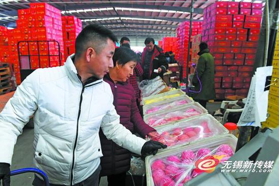 昨天,市民在朝阳水果批发市场选购水果。临近春节,水果销售进入旺季,市民纷纷前来购买合适果品为过年做准备。 (刘芳辉 摄)