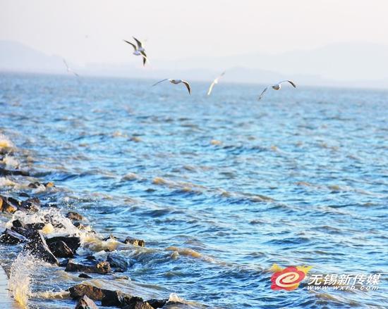 1月9日,红嘴鸥在太湖上空飞舞。近日,不少迁徙候鸟飞抵太湖新城太湖水域,在此停留觅食。
