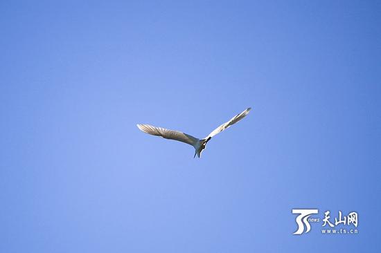 6月18日,呼图壁大海子湿地,一只白鹭在蓝天中飞翔。