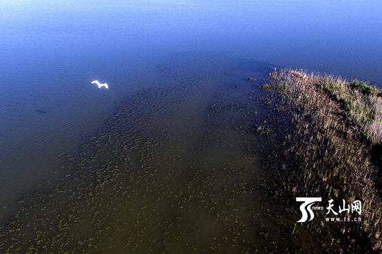 6月18日,呼图壁大海子湿地,一只白鹭在水上飞过。