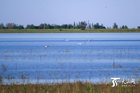 6月18日,呼图壁大海子湿地,一群白鹭飞向远方。