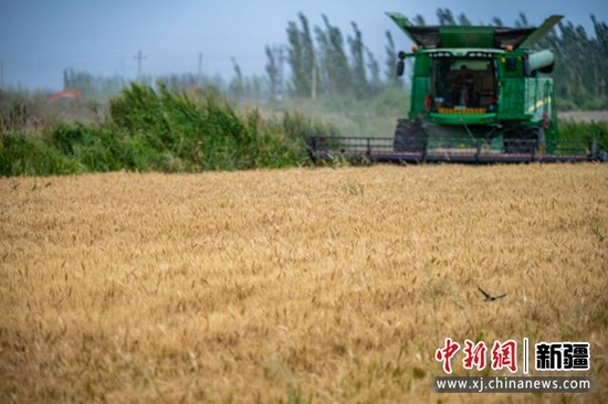 7月9日,联合收割机在新疆巴音郭楞蒙古自治州尉犁县兴平镇达西村收割春小麦。