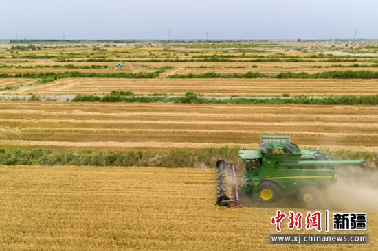 7月9日,联合收割机在新疆巴音郭楞蒙古自治州尉犁县兴平镇达西村收割春小麦。