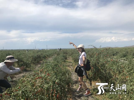 达人在枸杞种植基地拍抖音,邀请全国网友到精河县来旅游。