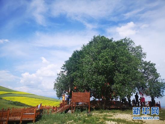 奇台七户乡海拔1700米高山上一棵古树被当地人称为“神树”