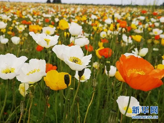 吉木萨尔百花谷花开正艳