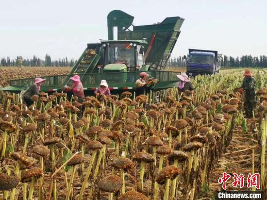 目前新疆兵团第十师一八四团农产品已进入收获、销售期。 黎佳君 摄