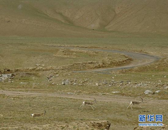 奔跑在阿尔金山国家级自然保护区里的藏羚羊。