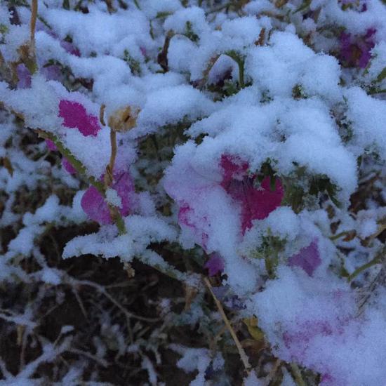 10月17日5时许,霍城县开始飘雪。