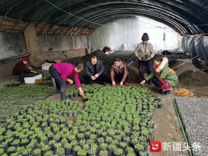 乌苏市八十四户乡万亩无公害蔬菜基地的蔬菜大棚里,室内的温度达到26摄氏度,村民正在育苗、移栽。