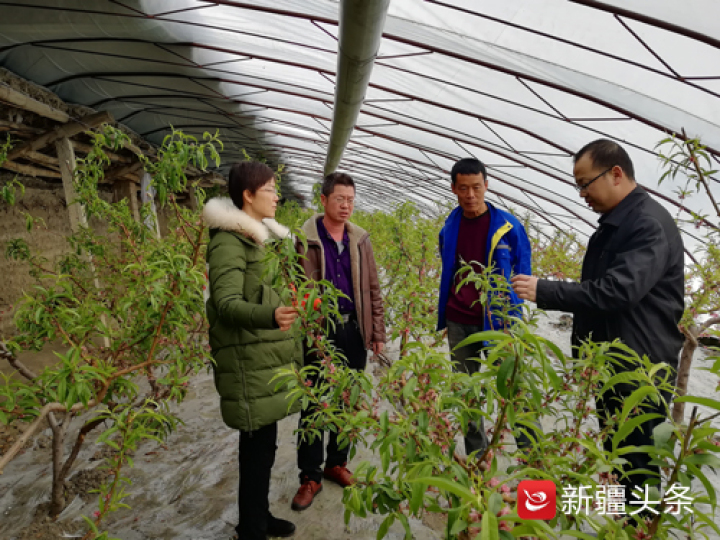 乌苏市八十四户乡康家庄子村村民巩继前的温室大棚内,桃树已过盛花期。