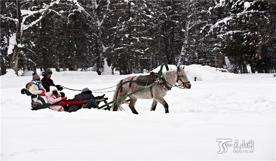 2019年1月1日,游客在体验马拉爬犁。