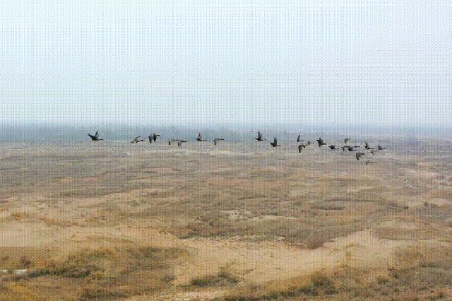 新疆莎车：叶尔羌河周边成为候鸟栖息地