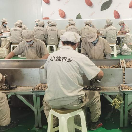 (莎车县小蜂农业核桃仁加工车间)
