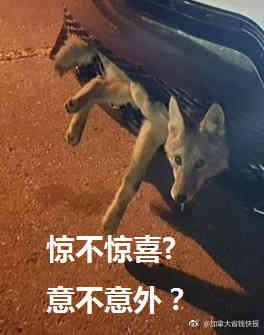 囧哥午间版:iPhoneX刘海有点眼熟,原来竟是他同款? 囧哥午间版:iPhoneX刘海有点眼熟,原来竟是他同款?图片