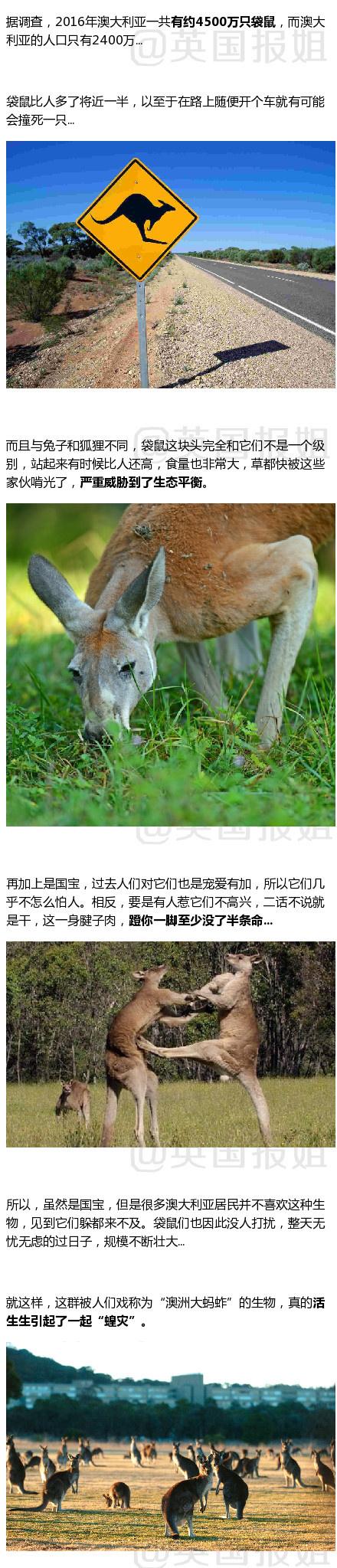 囧哥:国宝不要面子的?澳洲现在居然让大家去吃袋鼠了 囧哥:国宝不要面子的?澳洲现在居然让大家去吃袋鼠了图片
