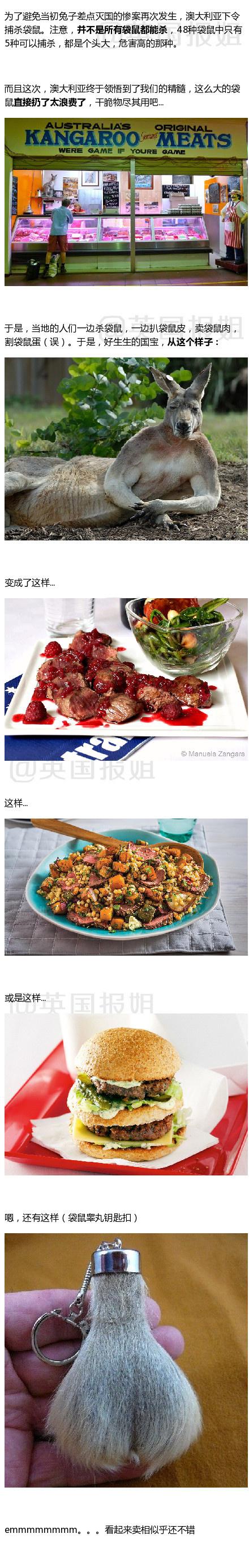 囧哥:国宝不要面子的?澳洲现在居然让大家去吃袋鼠了 囧哥:国宝不要面子的?澳洲现在居然让大家去吃袋鼠了图片