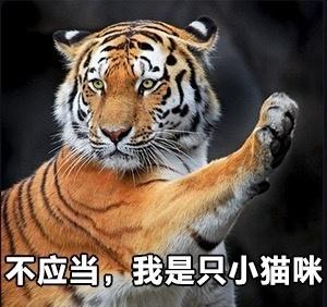 囧哥:国宝不要面子的?澳洲现在居然让大家去吃袋鼠了 囧哥:国宝不要面子的?澳洲现在居然让大家去吃袋鼠了图片