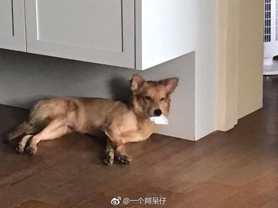 囧哥午间版:看完陈意涵的快乐到娇嗔 感觉林志玲输了 囧哥午间版:看完陈意涵的快乐到娇嗔 感觉林志玲输了图片