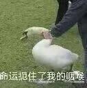 囧哥:找到原因了!诺贝尔医学奖发现熬夜令人变丑变笨 囧哥:找到原因了!诺贝尔医学奖发现熬夜令人变丑变笨图片