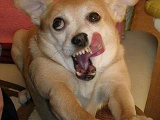 搞笑 学韩剧开车,接吻后撞树,梦见开车刹不住车  【索尼发布隐形眼镜