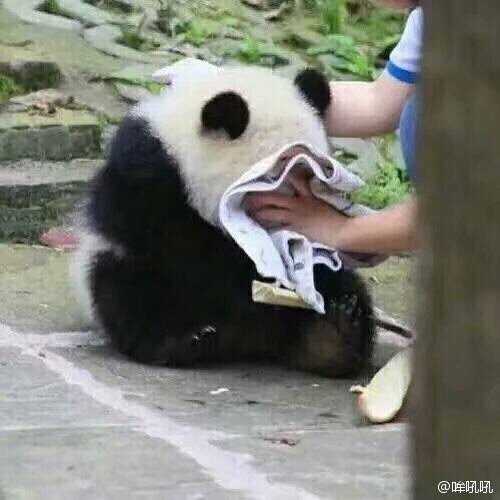 囧哥说事:朴槿惠被曝公款买伟哥 青瓦台称为预防高山病 囧哥说事:朴槿惠被曝公款买伟哥 青瓦台称为预防高山病图片