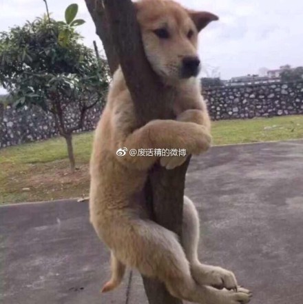 囧哥午间版:冒菜和麻辣烫有区别?不辣的叫关东煮 囧哥午间版:冒菜和麻辣烫有区别?不辣的叫关东煮图片