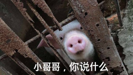 囧哥午间版:微信里搜 囧哥午间版:微信里搜