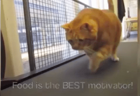 6米大蛇!然后被徒手擒住做夜宵了