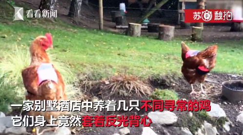 囧哥:消防员半年前救的猪,被做成香肠送回去做BBQ 囧哥:消防员半年前救的猪,被做成香肠送回去做BBQ图片