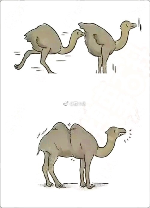 囧哥午间版:啥好看的皮囊有趣的躯壳 你就是熬夜的猪精 囧哥午间版:啥好看的皮囊有趣的躯壳 你就是熬夜的猪精图片