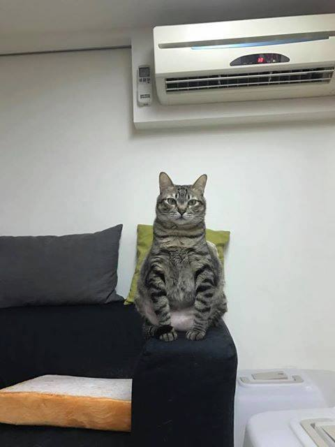 囧哥午间版:啥好看的皮囊有趣的躯壳 你就是熬夜的猪精 囧哥午间版:啥好看的皮囊有趣的躯壳 你就是熬夜的猪精图片