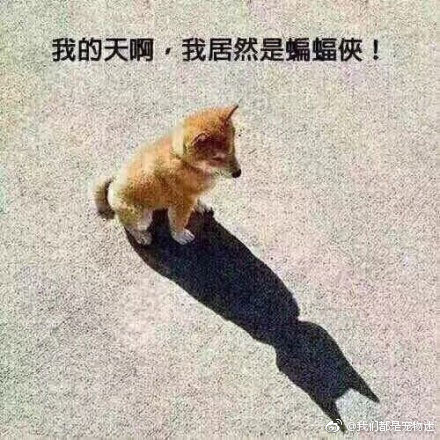 囧哥午间版:啥好看的皮囊有趣的躯壳 你就是熬夜的猪精 囧哥午间版:啥好看的皮囊有趣的躯壳 你就是熬夜的猪精图片