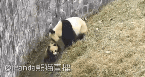囧哥:七夕礼物大赛她赢了!称男友给买了一个公墓的坑 囧哥:七夕礼物大赛她赢了!称男友给买了一个公墓的坑图片