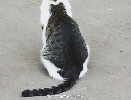 囧哥午间版:得看脸!这种超土校服穿法吴磊穿就没问题 囧哥午间版:得看脸!这种超土校服穿法吴磊穿就没问题图片
