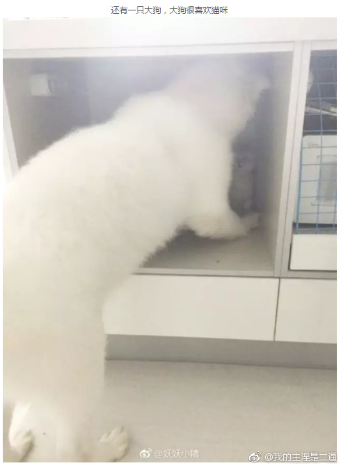 囧哥:女排战韩国朱婷15连发造罕见15-0!这是网球赛? 囧哥:女排战韩国朱婷15连发造罕见15-0!这是网球赛?图片