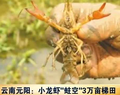 囧哥:错过LiLei和HanMeimei 00后英语课本有 囧哥:错过LiLei和HanMeimei 00后英语课本有