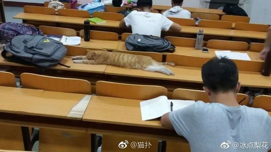 囧哥:不信试试!冬枣香蕉一起吃 感觉看到人生走马灯 囧哥:不信试试!冬枣香蕉一起吃 感觉看到人生走马灯图片