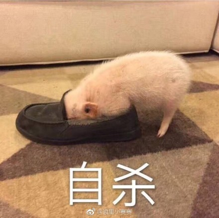 囧哥:不信试试!冬枣香蕉一起吃 感觉看到人生走马灯 囧哥:不信试试!冬枣香蕉一起吃 感觉看到人生走马灯图片