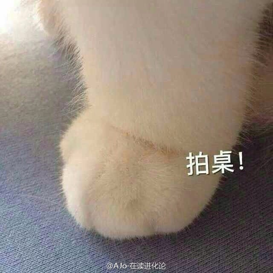 囧哥午间版:川航从上机吃到下机 发玉米土豆还加辣酱 囧哥午间版:川航从上机吃到下机 发玉米土豆还加辣酱图片
