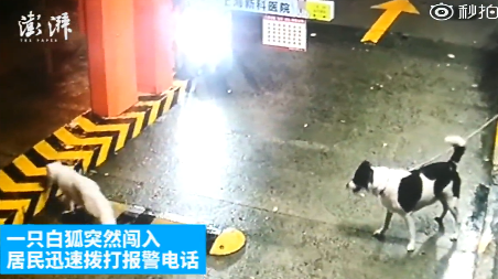 囧哥:有毒!高校迎新唱萧敬腾名曲立刻暴雨 唱完雨停 囧哥:有毒!高校迎新唱萧敬腾名曲立刻暴雨 唱完雨停图片
